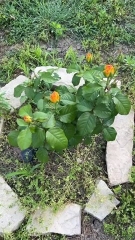 The video shows a rose bush with orange buds in the center of a small garden patch. The bush is surrounded by green foliage and various weeds.  Four light-colored, roughly rectangular stones create a square border around the bush. A small black pot is partially visible on the left side of the bush. The garden bed is situated among a lawn or grassy area.  The camera remains static, providing an overhead view of the rose bush and its surroundings.