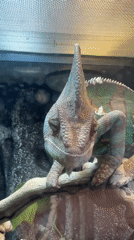 Veiled chameleon observed in Moscow enclosure