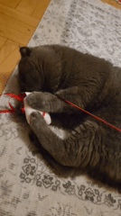 Grey Scottish Fold cat plays with string toy on patterned rug