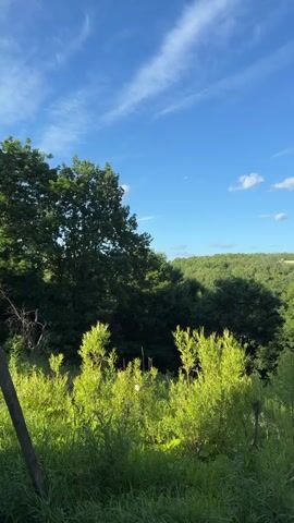 This is a landscape video that pans across a view of rolling green hills and trees under a bright blue sky with wispy clouds. In the foreground, there are tall green plants and grasses. A dead tree with no leaves stands prominently in the middle ground, with other trees and foliage behind it. The sun is casting shadows, indicating it is likely late afternoon or early morning. There are no people or animals visible in the video.
