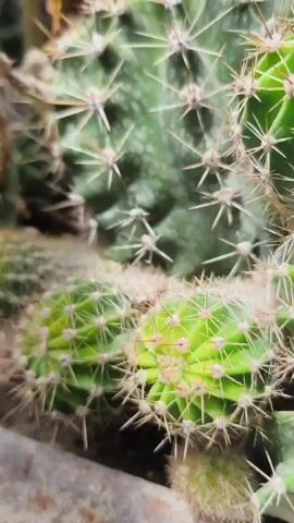 The video displays a close-up, overhead view of a planter filled with a variety of cacti. The camera pans across the plants, revealing dense clusters of small, green, spiny globular cacti and larger green cacti with prominent spines. Several large, pale pink to white cactus flowers are blooming on long stems, rising above the main cactus bodies. Dry plant material is visible on the soil surface. A reddish-brown structure, possibly a planter border or pot, is visible on the left side of the frame.