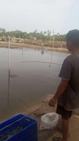 A man is fishing in a pond. He casts a line with a hook and bait into the water. A fish bites the bait and the man reels it in. He places the fish into a blue crate. There is a sack of fish next to the crate. The pond is surrounded by vegetation and there are buildings in the background. The sky is overcast.