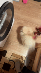 Small dog eyes harness during morning routine in Bulgaria