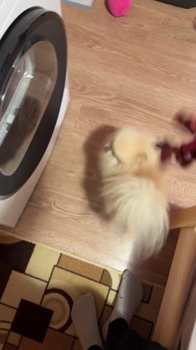 Small dog eyes harness during morning routine in Bulgaria