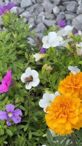 The video shows a close-up of a bee collecting pollen from a white flower. The bee is fuzzy and yellow and black. The flower is white with a yellow center. The bee is surrounded by other flowers, including pink petunias, purple petunias, yellow marigolds, and white petunias. The background is a blur of green leaves and gray pebbles. The video is filmed in natural light.