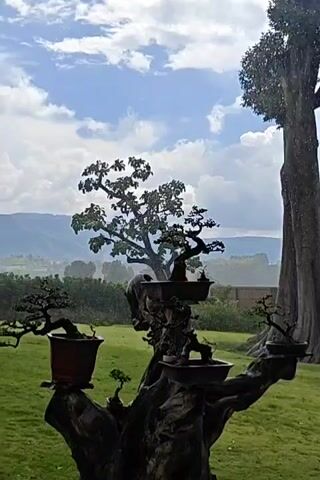 The video shows a collection of bonsai trees displayed outdoors on a large, weathered tree trunk or driftwood structure. The bonsai are in various pots, with some on raised platforms. In the background, there is a lush green lawn, a line of trees, and rolling hills under a cloudy sky with patches of blue. The overall impression is one of an artful display set in a natural landscape.