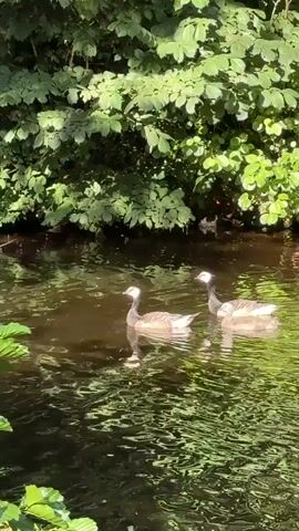 The video shows two Canada geese swimming in a body of water. The geese are light-colored with dark markings on their wings and bodies. They are swimming next to each other, with their heads held high. The water is dark and murky, with ripples on the surface. In the background, there are lush green trees and foliage. The lighting suggests it is daytime, with sunlight filtering through the leaves. One goose is slightly ahead of the other, and both appear to be calmly swimming.