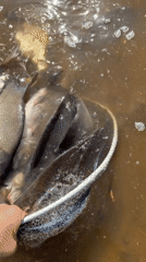 Early morning fishing session with catch and release in Chaykovsky