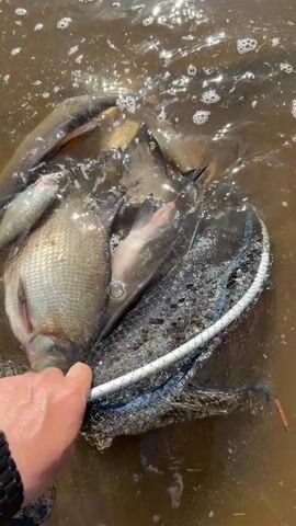 A person is holding a landing net full of fish in murky water. The person tips the net, releasing the fish into the water. The fish swim away. Sunlight reflects off the water's surface.