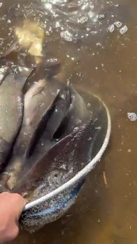 Early morning fishing session with catch and release in Chaykovsky