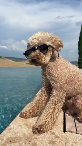 This short video clip features a light-brown poodle wearing black sunglasses. The dog is sitting on the edge of an infinity pool, with its front paws resting on the pool's coping. The dog is looking towards the camera, with its tongue slightly sticking out.

The background shows a picturesque landscape with rolling hills, indicative of the Tuscan countryside. The sky is partly cloudy, suggesting a pleasant day, likely late morning or early afternoon given the lighting. The water in the pool is clear and blue, reflecting the sky. The overall setting is serene and luxurious, possibly a vacation spot in Asciano, Italy. The dog's pose and sunglasses give it a cool and humorous appearance, evoking a sense of leisure and enjoyment. There is no visible text in the video.