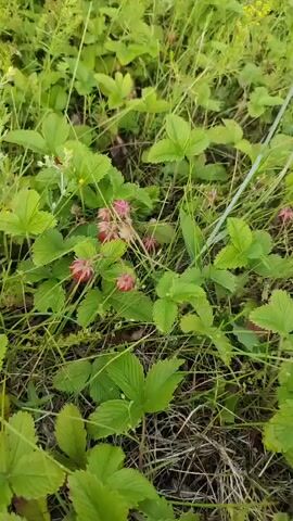 This close-up, handheld video captures a patch of wild strawberries growing amongst lush green foliage and tall grasses. The camera slowly pans across the scene, revealing numerous small, red wild strawberries nestled among the leaves. Some of the strawberries appear ripe and ready to be picked, while others are still developing. The surrounding vegetation is predominantly green, with hints of dry grass and other wildflowers scattered throughout. The lighting suggests it is daytime, possibly late afternoon due to the soft, diffused light. The overall impression is one of a serene and natural setting, evoking a sense of peace and abundance. There is no visible text in the video. The location is identified as Bogdashkino, Russia.