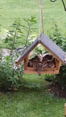 A bird feeder is hanging outdoors. It contains several small birds, likely sparrows, eating seeds. A larger bird, possibly a chickadee or titmouse, is perched on the roof of the feeder. The feeder is surrounded by green grass and foliage.