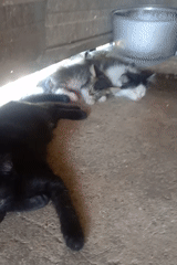 Cats, kittens, and backyard animals at a rural Indonesian compound
