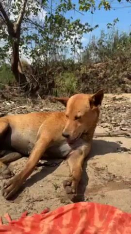 A tan, short-haired dog is lying on its side on a sandy patch of ground next to a red-orange piece of fabric. The dog opens its eyes and then begins licking its paw. In the background are trees and a bright, blue sky. The dog looks tired and has mud on its paws and belly.
