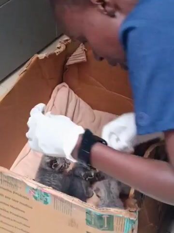 A person peers into a cardboard box with the word "MATTEI" visible. Inside the box, resting on a light-colored blanket, are five gray kittens. The person says something in a language other than English, possibly Portuguese, and then says "coco" followed by an utterance that sounds like "uh huh."
