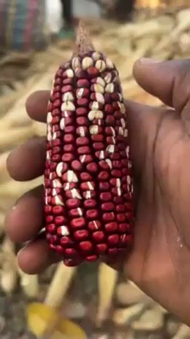 A hand holds up an ear of corn with red kernels and white kernels. The background is a field. The hand is dark-skinned. The ear of corn is in focus. The background is slightly blurred. A person can be seen in the background wearing clothing with a striped pattern. Several dried corn husks are strewn on the ground.