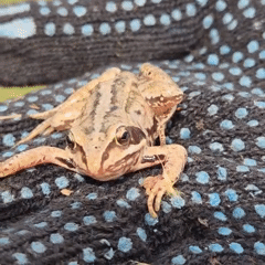 Close-up frog encounter in a grassy patch in Новостройка