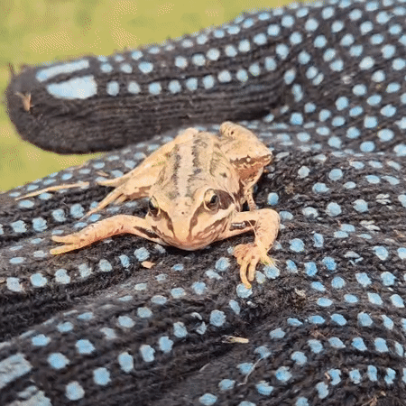 Close-up frog encounter in a grassy patch in Новостройка