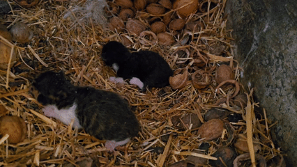 Spring blooms and newborn kittens observed during morning walk