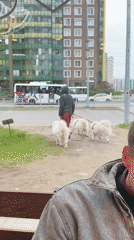 Man watches dog walker with three white dogs in Murino