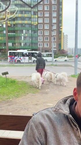 Man watches dog walker with three white dogs in Murino