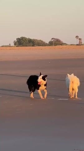 Two dogs are running on a beach. The dog in the foreground is black and white and is running from left to right. The dog in the background is white and is running from right to left. The beach is sandy and flat, with the ocean in the background. The sky is clear and the sun is setting, casting a warm glow over the scene.