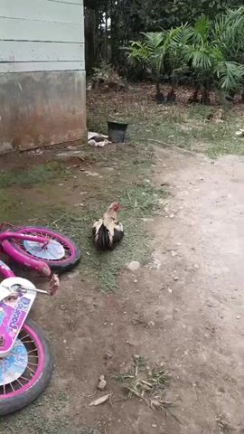A rooster stands on grassy ground next to a building, facing away from the camera. A pink bicycle wheel is visible in the foreground. In the background, there are trees and a black bucket. The rooster turns its head to the right.