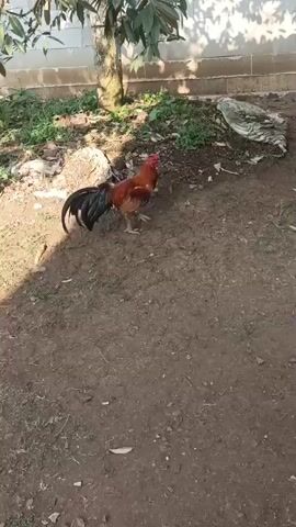 The video shows a rooster walking on dirt ground. The rooster is reddish-brown with black tail feathers and a red comb. It is walking from left to right across the frame. The background is out of focus, but appears to be a rural or semi-rural setting with some buildings and vegetation. The lighting suggests it is daytime.