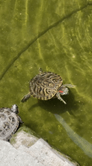 Red-eared slider turtles spotted swimming in Los Angeles pond