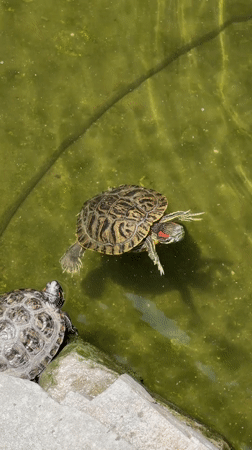 Red-eared slider turtles spotted swimming in Los Angeles pond