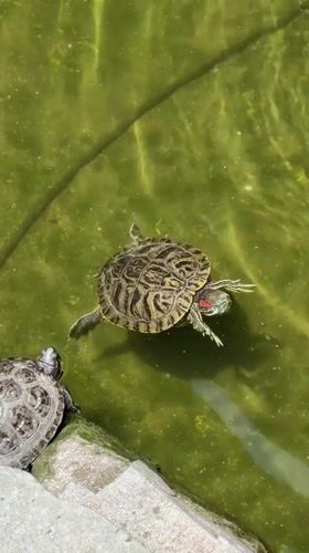 Red-eared slider turtles spotted swimming in Los Angeles pond