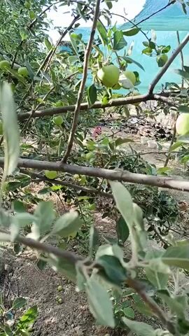 The video shows an apple orchard with many green apples on the trees. The trees are bare of leaves in some areas, with a dense canopy of leaves and branches in others. Some of the apples are small and unripe, while others are larger and appear to be closer to maturity. The ground beneath the trees is covered with dry leaves and dirt. In the background, there are some buildings and a green net covering part of the orchard, possibly to protect the apples from pests or the sun. The video appears to be shot in natural daylight, with the sun casting shadows on the ground and highlighting the apples.