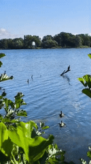Still water and blue skies at a Potsdam lakeside