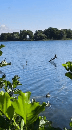 Still water and blue skies at a Potsdam lakeside
