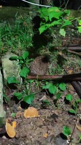 The video shows a close-up, ground-level view of a small, brown, spiky animal, likely a hedgehog, curled up in grassy, outdoor terrain. The lighting suggests it is nighttime or a very dim environment, with a bright light source illuminating the creature and its surroundings from above and to the left. The animal is positioned on a patch of dry grass and soil, with some green leaves and a dark brown, curved object, possibly a fallen branch, positioned horizontally in front of it. The background is obscured by shadow and foliage, but appears to be a natural, overgrown area. No humans or other animals are visible.