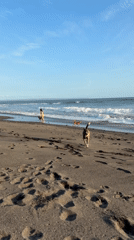 Beach day captured in Kediri with temple visits, wolves