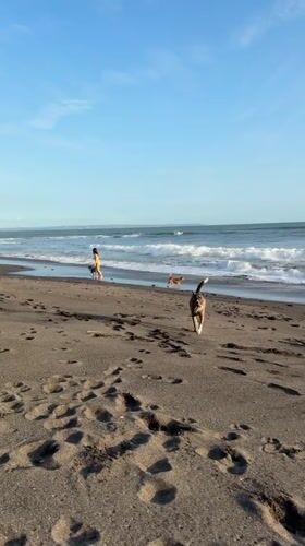 Beach day captured in Kediri with temple visits, wolves