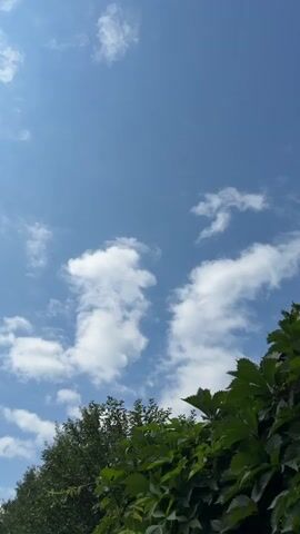 A vertical video shows a bright blue sky with scattered white clouds. On the bottom right, lush green leaves of a plant or vine are visible, partially obscuring the view of trees behind them. A small dark object, possibly a bird or insect, briefly flies across the sky in the upper middle right of the frame. The scene appears to be outdoors on a sunny day.