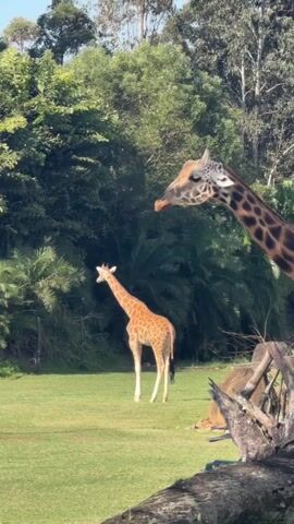 Two giraffes are in a grassy enclosure with trees in the background. The giraffe in the foreground is closer to the camera and is looking towards the left, with its tongue slightly extended. The second giraffe is further away and is standing facing left. The sun is shining, casting shadows on the grass.