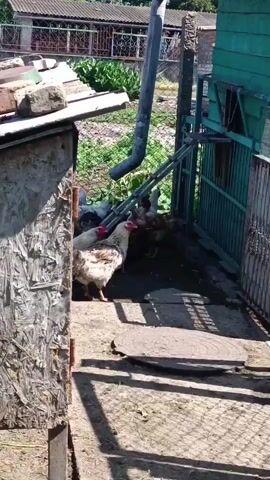 The video depicts an outdoor scene with several chickens in a fenced enclosure. In the foreground, a hen with white and brown plumage is the most prominent subject, facing towards the left of the frame. Behind it, other chickens, some appearing to be darker in color, are visible within the enclosure.

The setting appears to be a rural or backyard area, likely a chicken coop or run. To the left, a partially constructed or weathered wooden structure is present, with visible plywood. A slanted roof covered with some debris, possibly bricks or roofing material, is attached to this structure. A gray downspout extends downwards along a metal support structure in the middle ground.

Beyond the enclosure, a green metal gate or fence is visible on the right side, and a chain-link fence with vegetation behind it stretches across the background. A building with a corrugated roof and a fence can be seen further in the distance. The ground is covered with dirt and possibly straw or hay. The lighting suggests it is daytime, with shadows cast on the ground, indicating a sunny day. There are no visible text elements in the video. The overall atmosphere seems to be one of a simple, functional farm or homestead environment.