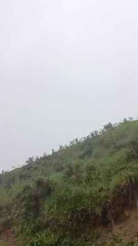 The video shows a misty, overcast day with lush green vegetation on a hillside. The camera pans from right to left, revealing a dirt road in the foreground. The vegetation consists of various plants, including bushes and tall grasses. Further up the hill, there are trees and what appears to be a rustic wooden structure. The overall atmosphere is serene and natural.
