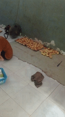 Home baking operation with trays of fresh bread rolls, Sekadau