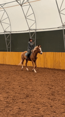 Horse training and rest observed at Russian equestrian facility