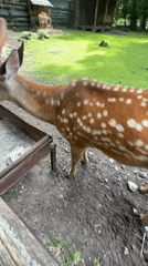 Afternoon at a Moscow animal park: deer, llamas, and hands-on feeding