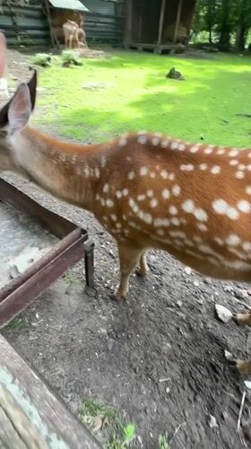 Afternoon at a Moscow animal park: deer, llamas, and hands-on feeding