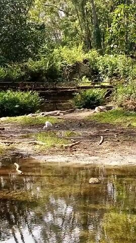 The camera focuses on a tranquil scene of a small lake surrounded by lush greenery. A white heron stands prominently on the sandy bank next to the water. The lake is calm, reflecting the surrounding trees and sky with rippling patterns on the surface. The camera slowly pans to the left, revealing more of the bank covered with grass and small plants. In the background, a small wooden bridge or fence-like structure is visible amidst the trees.
