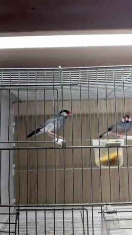 Two Java finches are in a cage. The cage is made of metal bars and has a food dispenser. The finches are gray and white with red beaks and black markings on their heads. One finch is perched on a white dowel, and the other is standing near the food dispenser. The background is a light-colored wall. The lighting appears to be artificial, possibly from overhead lights. The scene is indoors, likely in a pet store or a home. There is no visible text in the video. The overall mood is calm and peaceful.