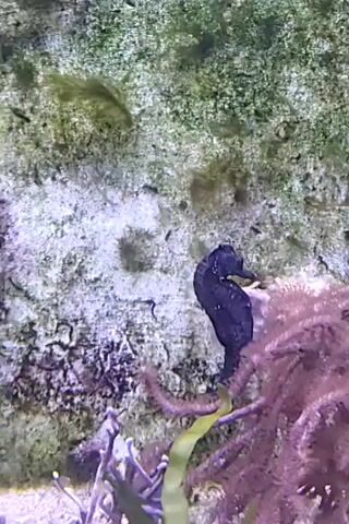 A black seahorse stands upright on a pink coral branch in an aquarium. The seahorse faces left and its tail is curled around the branch. The background is a rough, textured wall covered with green algae and white patches.
