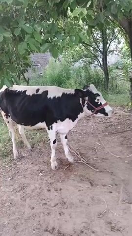 A video shows a black and white cow tethered to the ground in a rural setting. The cow is standing on dirt, and there are green trees and foliage in the background. The cow has a red halter and is moving its head slightly.